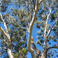 Eucalyptus camaldulensis subsp. camaldulensis (River Red Gum) at Deakin, ACT - 24 Oct 2023 by Steve818