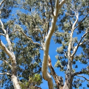 Eucalyptus camaldulensis subsp. camaldulensis at Deakin, ACT - 24 Oct 2023