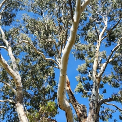 Eucalyptus camaldulensis subsp. camaldulensis (River Red Gum) at Deakin, ACT - 24 Oct 2023 by Steve818