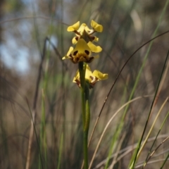 Diuris sulphurea (Tiger Orchid) at Belconnen, ACT - 24 Oct 2023 by Rheardy