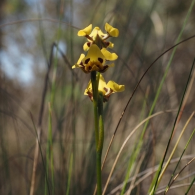 Diuris sulphurea (Tiger Orchid) at Mount Painter - 24 Oct 2023 by Rheardy