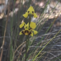 Diuris sulphurea at Belconnen, ACT - 24 Oct 2023