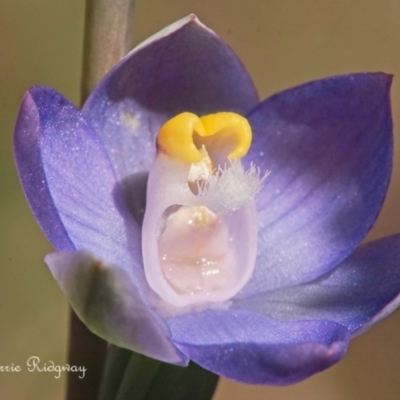 Thelymitra sp. (pauciflora complex) (Sun Orchid) at Stromlo, ACT - 22 Oct 2023 by BarrieR