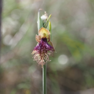 Calochilus platychilus at Belconnen, ACT - 24 Oct 2023