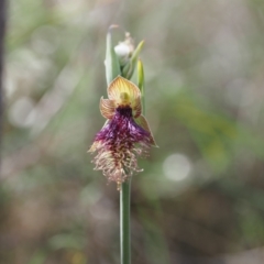 Calochilus platychilus (Purple Beard Orchid) at Aranda Bushland - 24 Oct 2023 by Rheardy