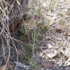 Calochilus platychilus at Belconnen, ACT - suppressed