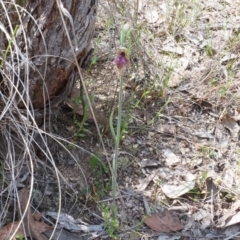 Calochilus platychilus at Belconnen, ACT - 24 Oct 2023