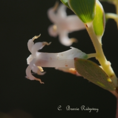 Brachyloma daphnoides (Daphne Heath) at Piney Ridge - 21 Oct 2023 by BarrieR