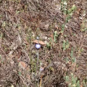 Brachyloma daphnoides at Stromlo, ACT - 22 Oct 2023 10:20 AM