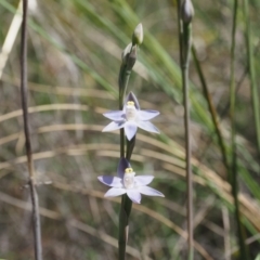 Thelymitra peniculata (Blue Star Sun-orchid) at Black Mountain - 24 Oct 2023 by Rheardy
