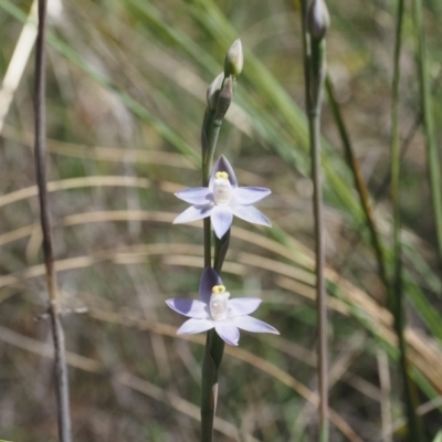 Thelymitra peniculata (Blue Star Sun-orchid) at Black Mountain - 24 Oct 2023 by Rheardy