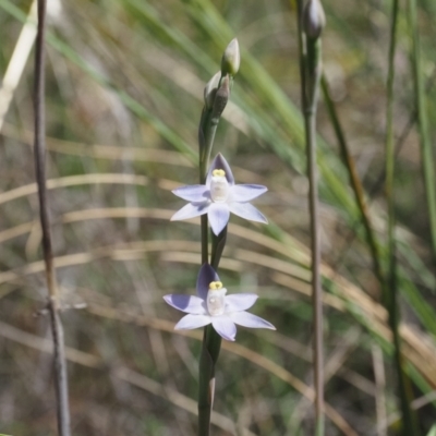 Thelymitra peniculata (Blue Star Sun-orchid) at Point 4761 - 24 Oct 2023 by Rheardy