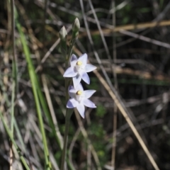 Thelymitra peniculata at Canberra Central, ACT - suppressed