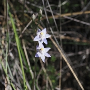 Thelymitra peniculata at Canberra Central, ACT - 24 Oct 2023