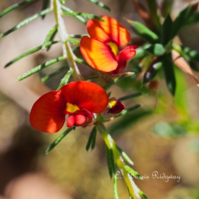 Dillwynia sericea (Egg And Bacon Peas) at Block 402 - 21 Oct 2023 by BarrieR