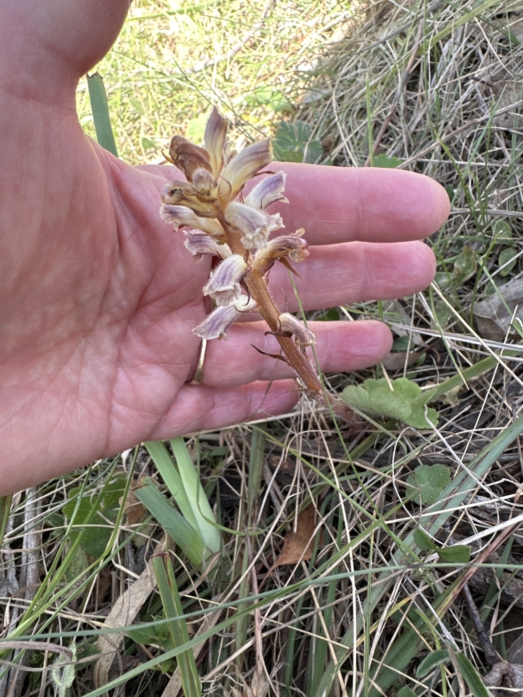 Orobanche minor at Bruce, ACT - 24 Oct 2023