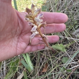 Orobanche minor at Bruce, ACT - 24 Oct 2023