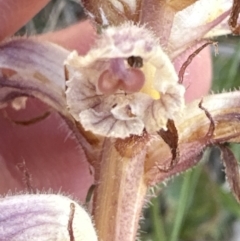 Orobanche minor at Bruce, ACT - 24 Oct 2023 04:44 PM