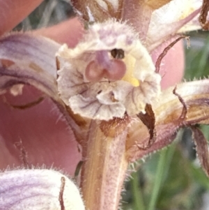 Orobanche minor at Bruce, ACT - 24 Oct 2023 04:44 PM