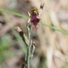 Calochilus platychilus (Purple Beard Orchid) at Canberra Central, ACT - 24 Oct 2023 by Rheardy