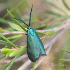 Pollanisus (genus) (A Forester Moth) at Block 402 - 21 Oct 2023 by BarrieR
