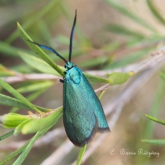 Pollanisus (genus) (A Forester Moth) at Stromlo, ACT - 21 Oct 2023 by BarrieR