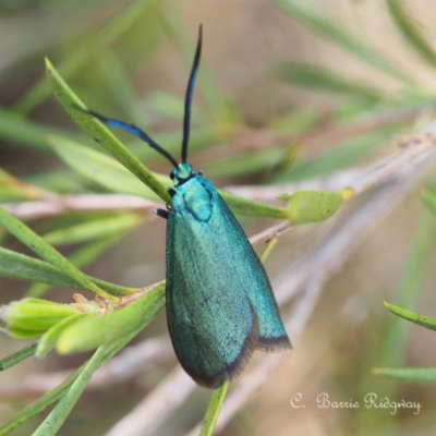 Pollanisus (genus) (A Forester Moth) at Stromlo, ACT - 21 Oct 2023 by BarrieR