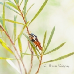 Pergagrapta sp. (genus) (A sawfly) at Block 402 - 21 Oct 2023 by BarrieR