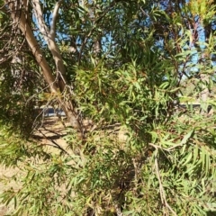 Eucalyptus curtisii at Yarralumla, ACT - 24 Oct 2023