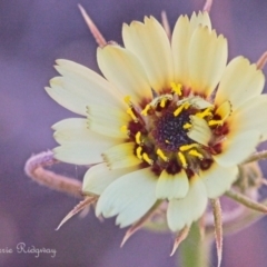 Tolpis barbata (Yellow Hawkweed) at Stromlo, ACT - 22 Oct 2023 by BarrieR