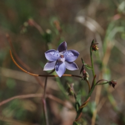 Thelymitra juncifolia (Dotted Sun Orchid) at Black Mountain - 24 Oct 2023 by Rheardy
