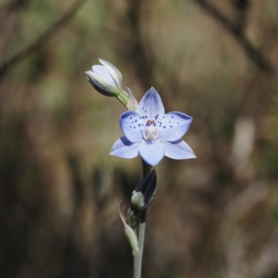 Thelymitra juncifolia (Dotted Sun Orchid) at Black Mountain - 24 Oct 2023 by Rheardy