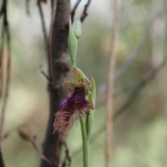 Calochilus platychilus (Purple Beard Orchid) at Canberra Central, ACT - 24 Oct 2023 by Rheardy