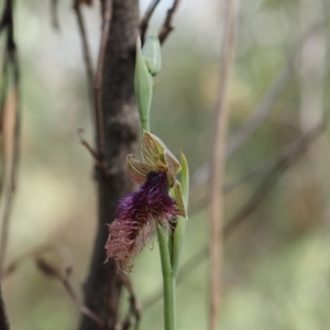 Calochilus platychilus at Canberra Central, ACT - 24 Oct 2023