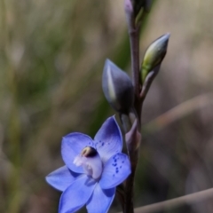 Thelymitra simulata (Graceful Sun-orchid) at Captains Flat, NSW - 24 Oct 2023 by Csteele4