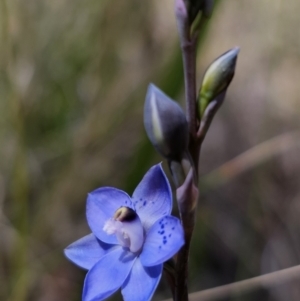 Thelymitra simulata at Captains Flat, NSW - 24 Oct 2023