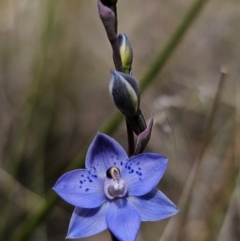 Thelymitra simulata at Captains Flat, NSW - 24 Oct 2023