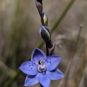 Thelymitra simulata at Captains Flat, NSW - 24 Oct 2023