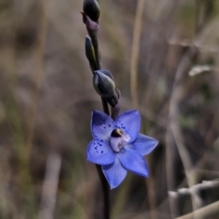 Thelymitra simulata at Captains Flat, NSW - 24 Oct 2023