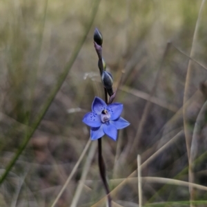 Thelymitra simulata at Captains Flat, NSW - suppressed