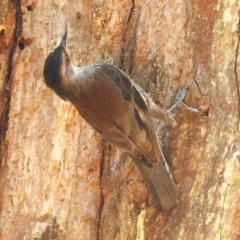 Climacteris erythrops (Red-browed Treecreeper) at Cotter River, ACT - 24 Oct 2023 by JohnBundock