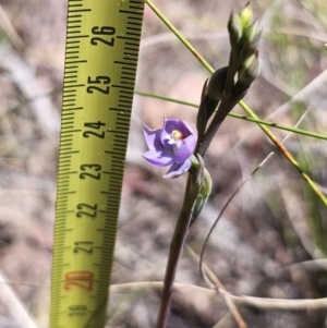 Thelymitra brevifolia at Captains Flat, NSW - 24 Oct 2023