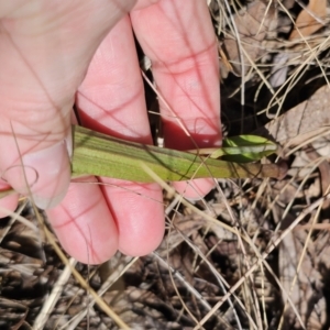 Thelymitra brevifolia at Captains Flat, NSW - 24 Oct 2023