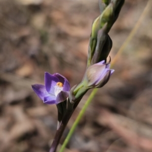 Thelymitra brevifolia at Captains Flat, NSW - suppressed