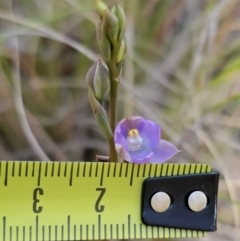 Thelymitra brevifolia at Captains Flat, NSW - suppressed