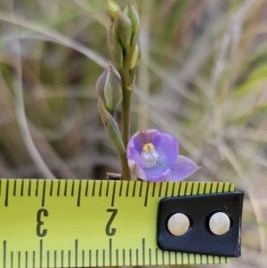 Thelymitra brevifolia at Captains Flat, NSW - suppressed