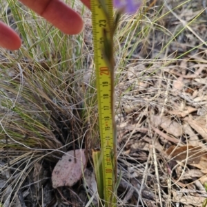 Thelymitra brevifolia at Captains Flat, NSW - suppressed