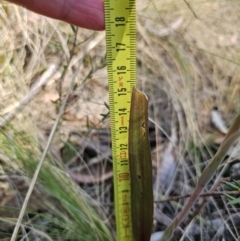 Thelymitra brevifolia at Captains Flat, NSW - suppressed