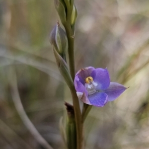 Thelymitra brevifolia at Captains Flat, NSW - suppressed