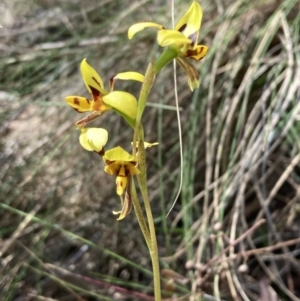 Diuris sulphurea at Majura, ACT - 24 Oct 2023